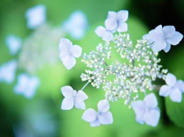 It is not advisable to apply concentrated fertilizer.