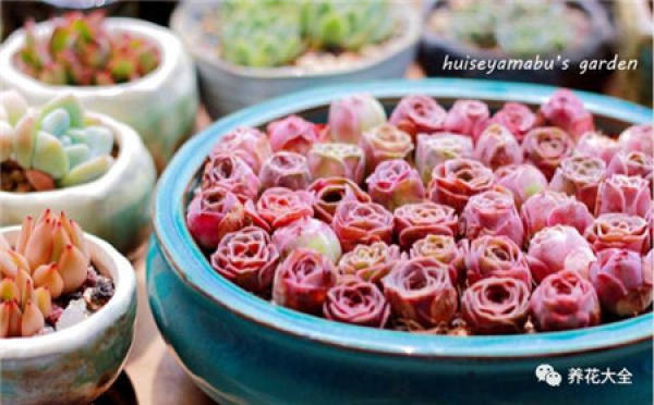 Pink Mountain Rose