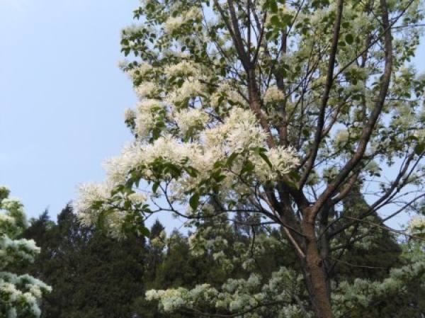 Pruning method
