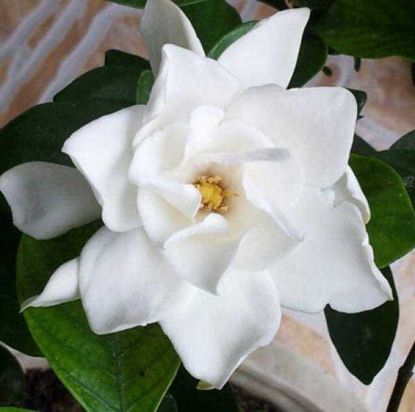 Points for attention in repotting gardenia
