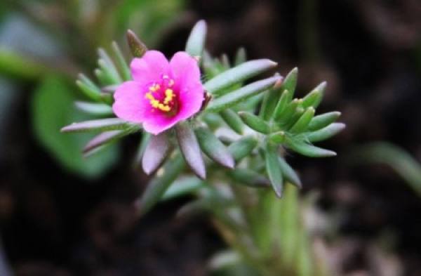Purslane pubescens Purslane pubescens