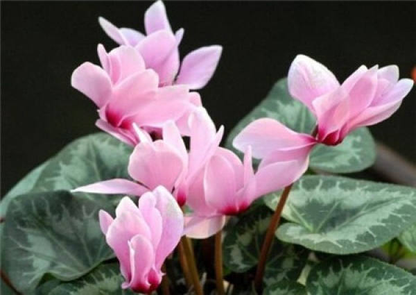 How to water the flowers with milk?