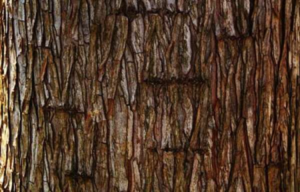 The Benefits of Growing Flowers with Bark