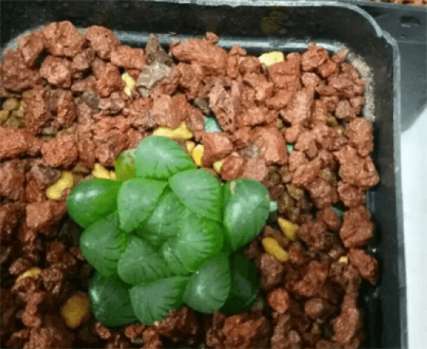 Shortcomings of more meat in cinder farming