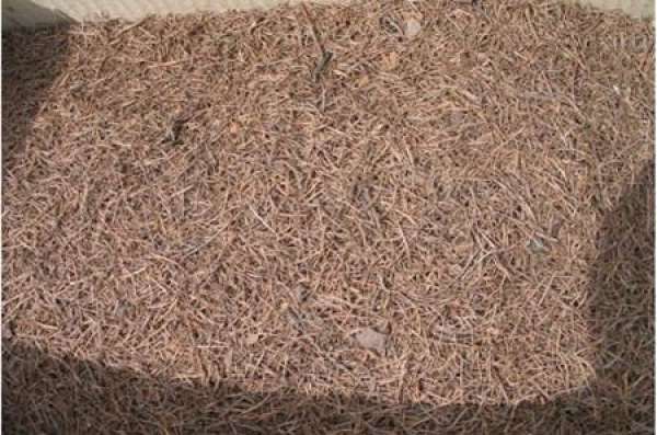 How to use the pine needle soil?
