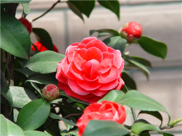 Pruning and thinning