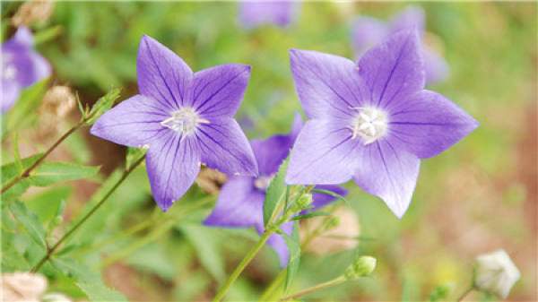 disease resistant varieties