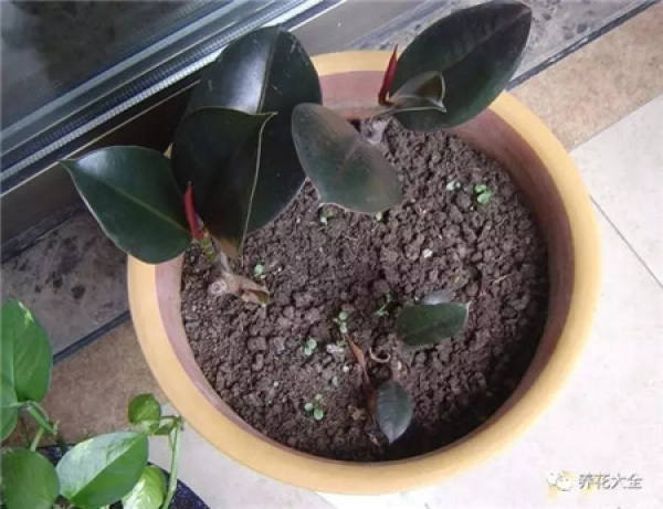 Rubber Tree
