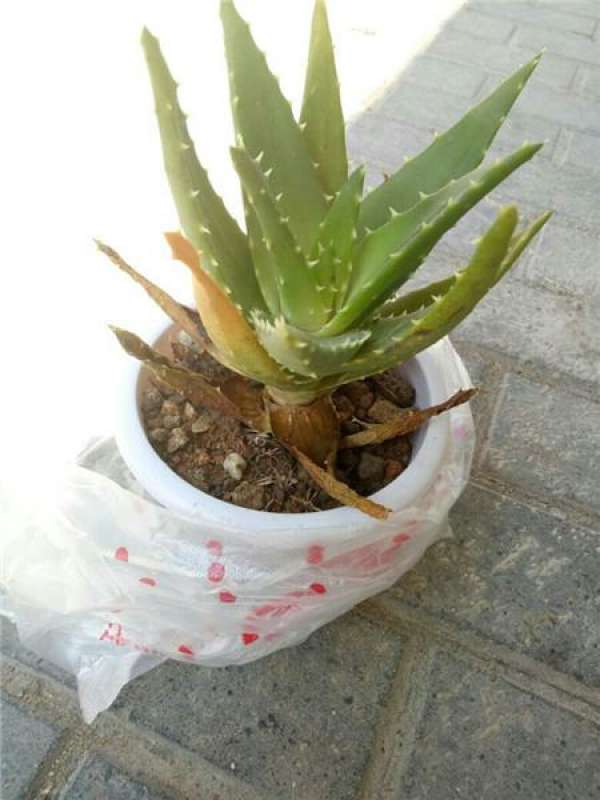 Aloe