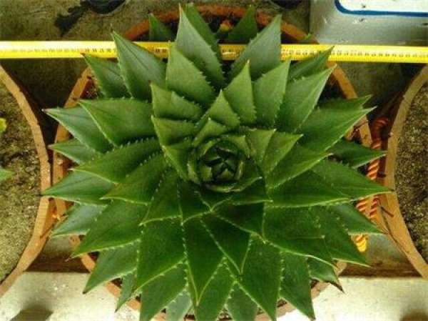 Method for transplanting aloe