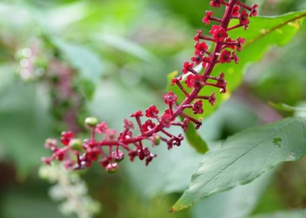 Phytolacca