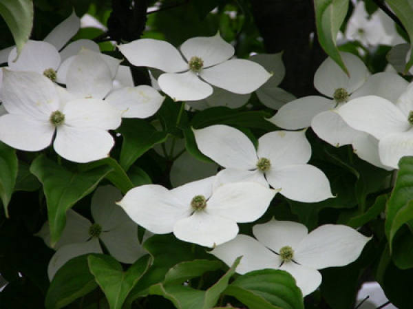 Reproduction
