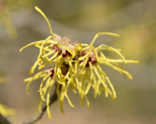 When does it bloom?
