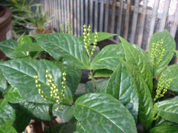 Golden Millet
