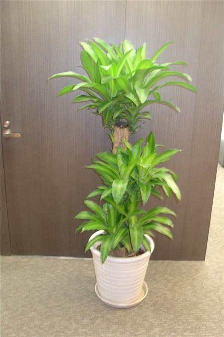 Natural Herbal Penis Enlargement Cream