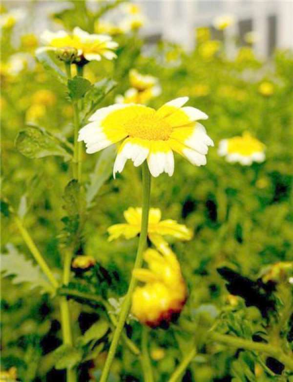 Attractive deinsectization