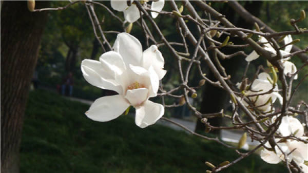 white orchid
