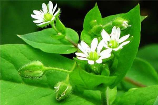 Stellaria glauca