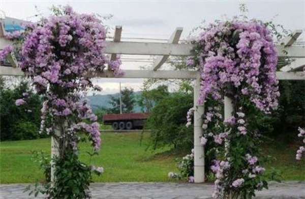 cutting propagation of Allium vines