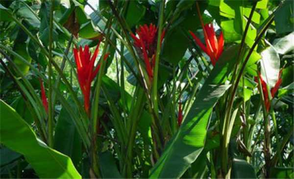 overview of propagation methods of Canna edulis