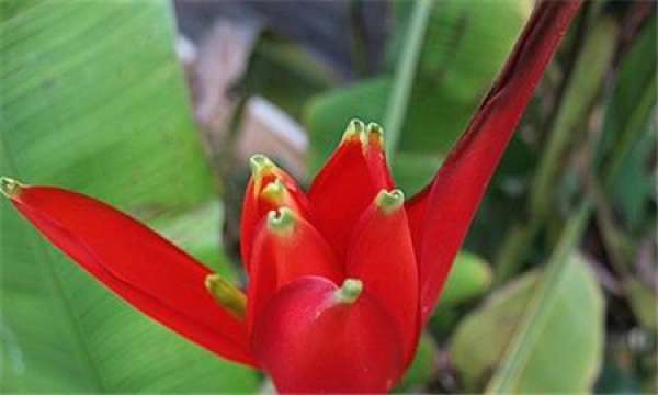 overview of propagation methods of Canna edulis