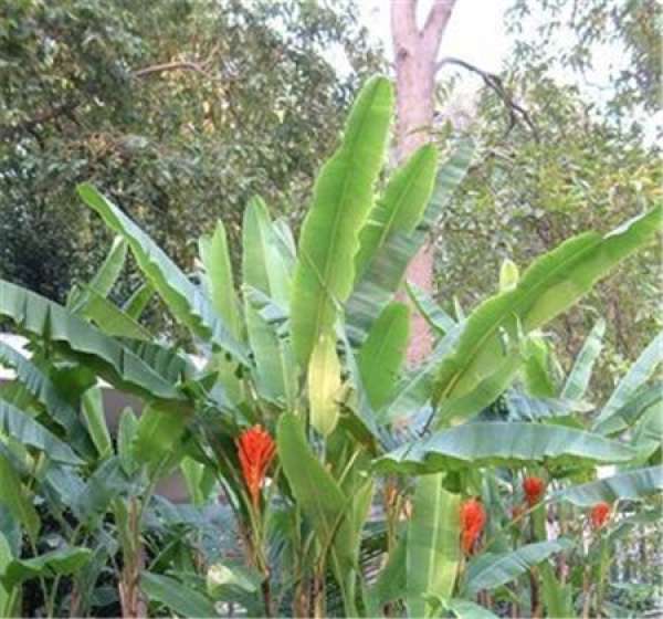 Division Propagation of Banana (Musa acuminata)