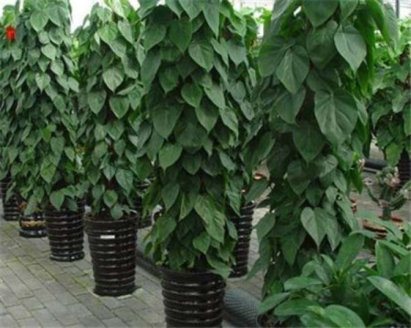 lighting requirements for cultivation of sinomenia cordifolia
