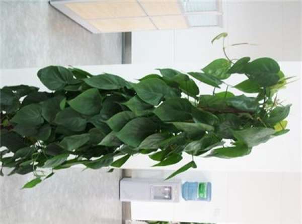 lighting requirements for cultivation of sinomenia cordifolia
