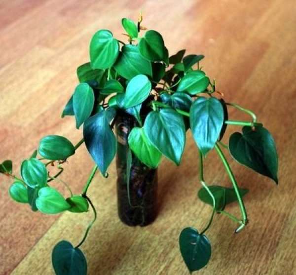 Temperature requirements for the growth of Cissus cordifolia