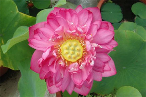 Red Bowl Lotus