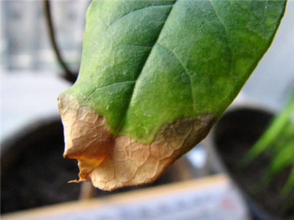 leaf blight