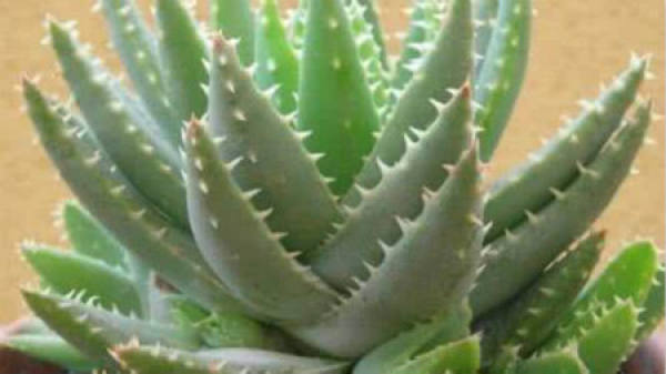 Aloe Vera