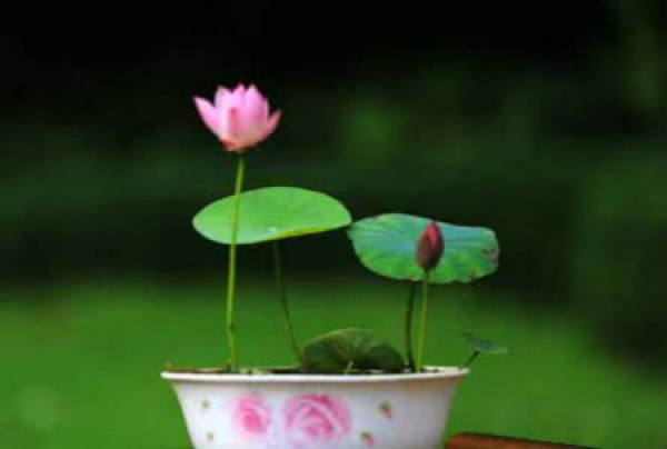 Bowl Lotus