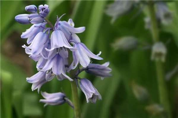 Blue Bell