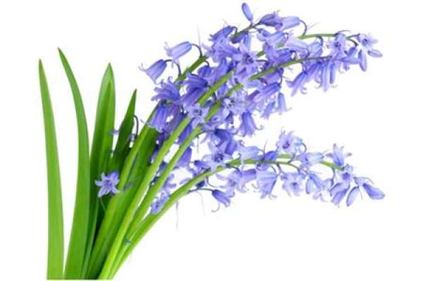 Visit