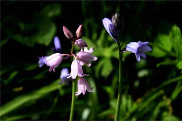 Blue Bell