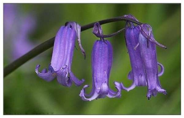 Blue Bell