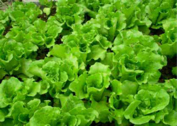 Romaine lettuce