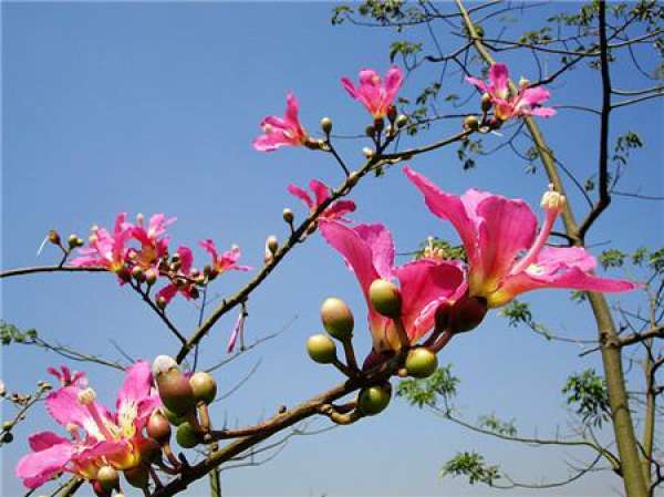 Beauty Tree