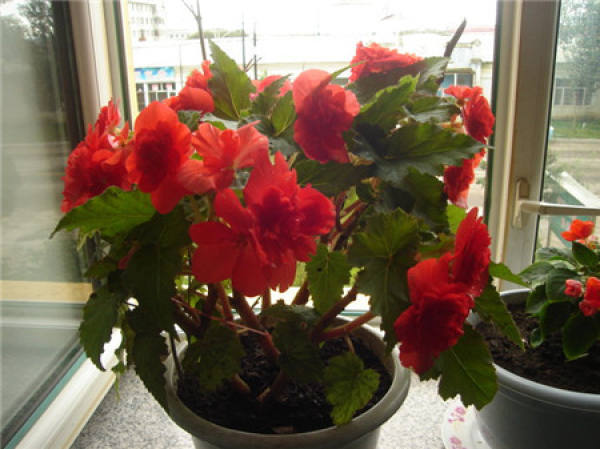 Husband and wife Begonia