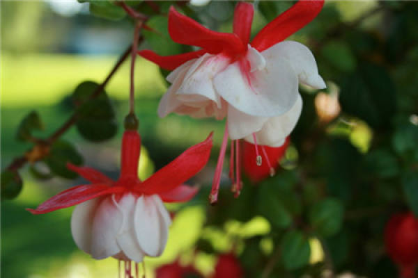 Lantern Flower