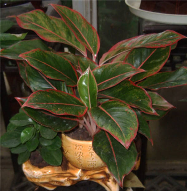 Herba Cochinchinensis