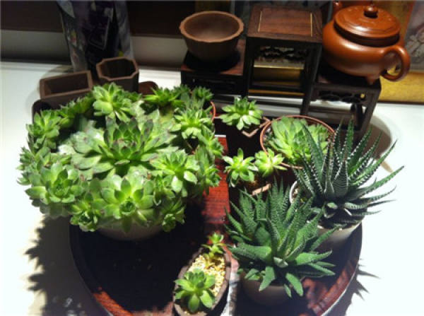 potted