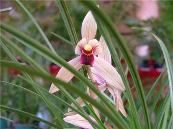 Cymbidium longiflorum