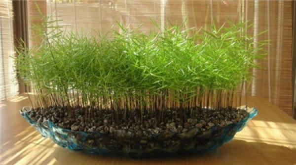 reproduction