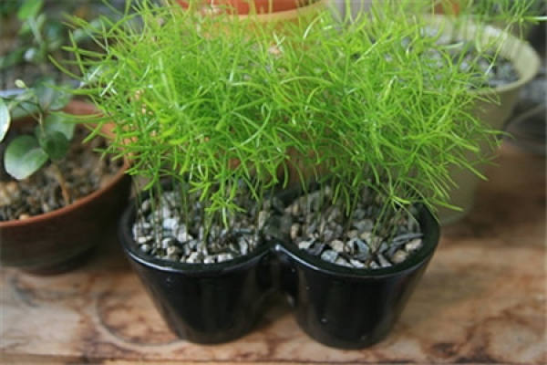 Potted plant