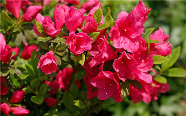 Rhododendron