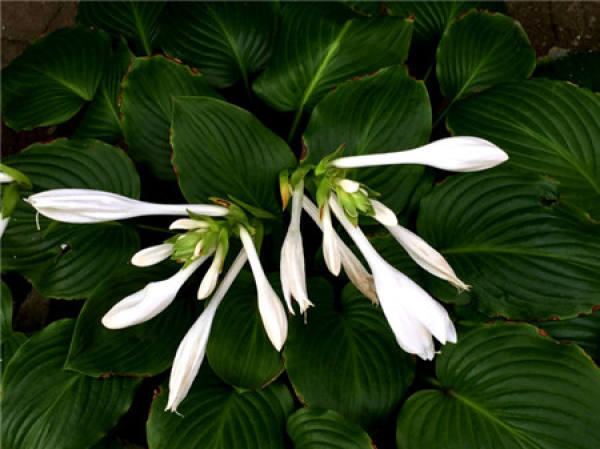 Hosta plantaginea