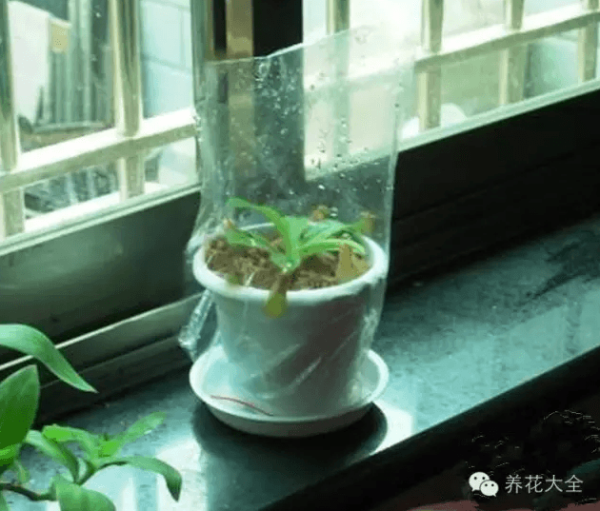Cover the flowers with a plastic bag to keep them moist