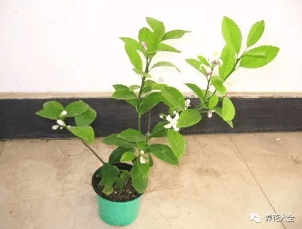 Potted lemon Potted lemon